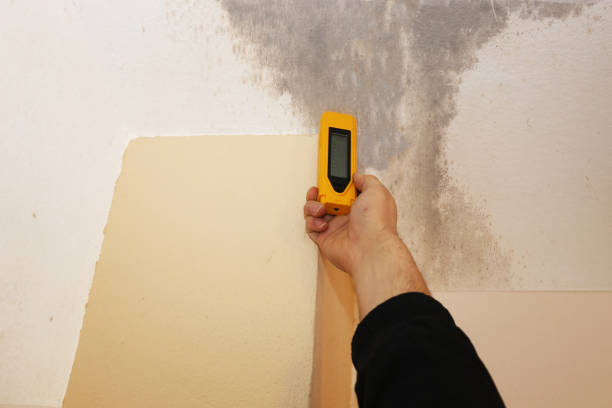 Mold Remediation for Rental Properties in Mount Ida, AR