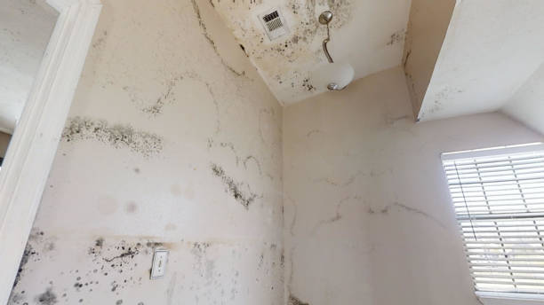 Best Emergency Mold Remediation  in Mount Ida, AR